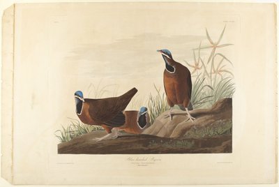 Blåhodet due av John James Audubon