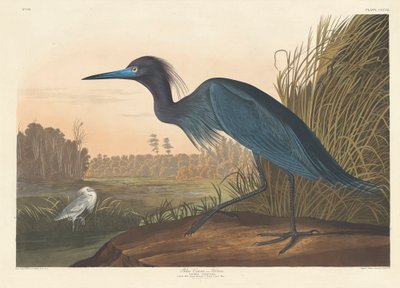 Blå kran eller hegre, 1836 av John James Audubon