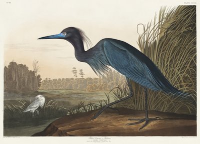 Blå trane eller hegre fra *Birds of America* (1827) av John James Audubon