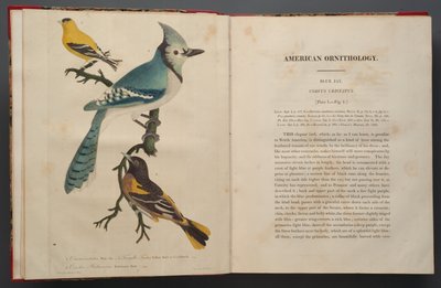 Blue Jay, side fra Elephant Folio (1827-38) av John James Audubon
