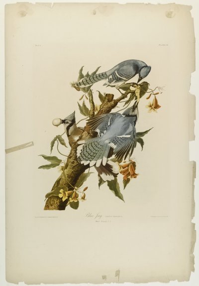 Blue Jay, trykt av Julien Bien og utgitt av Roe Lockwood & Son, 1861 (kromolitografi) av John James Audubon