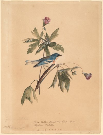 Blågul ryggsanger av John James Audubon