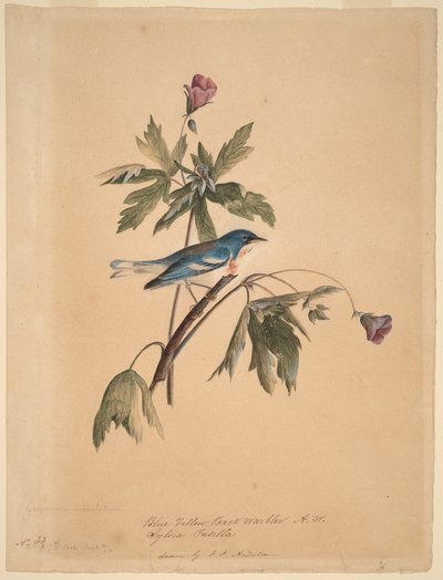  av John James Audubon