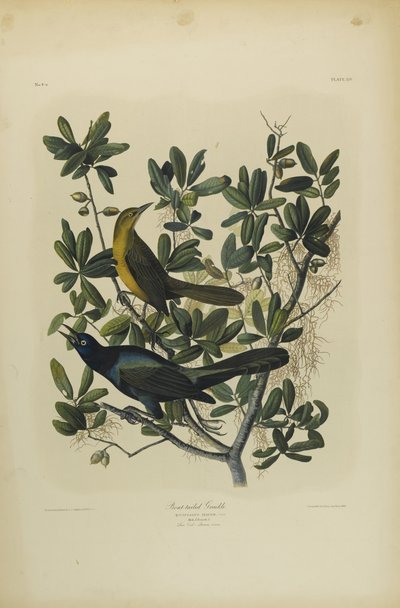Boat-tailed Grackle, trykt av Julien Bien og utgitt av Roe Lockwood & Son, 1861 (kromolitografi) av John James Audubon
