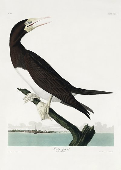 Booby Gannet fra *Birds of America* (1827) av John James Audubon