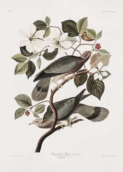 Merket «Tailed Pigeon» fra *Birds of America* (1827) av John James Audubon