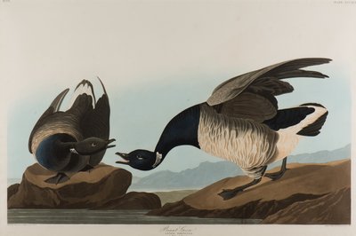 Brant Goose, 1837 (wc på papir) av John James Audubon