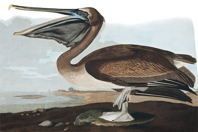 Brown Pelican, Pelecanus Fuscus, fra "The Birds of America" av John J. Audubon, pub. 1827-38 av John James Audubon