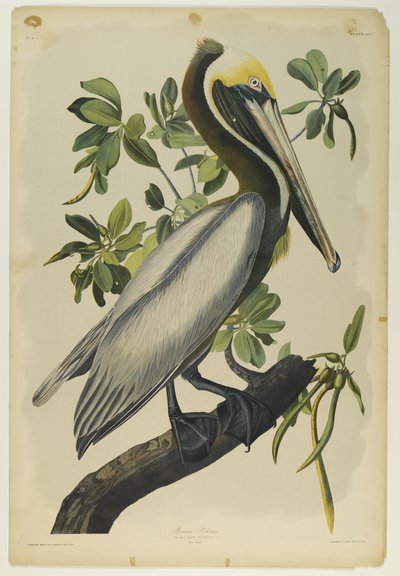 Brown Pelican, trykt av Julien Bien og utgitt av Roe Lockwood & Son, 1861 (kromolitografi) av John James Audubon