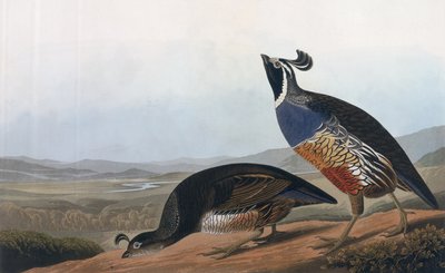 Californian Partridge, fra 