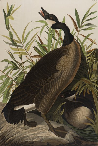 Canada Goose, 1827-1838 (wc på papir) av John James Audubon