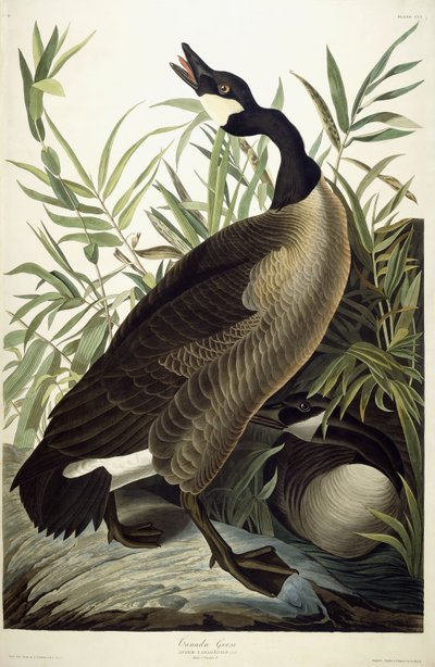 Canada Goose, ca. 1827-1838 av John James Audubon
