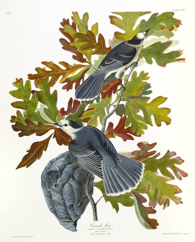 Canada Jay av John James Audubon
