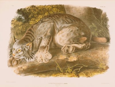 Canada Lynx av John James Audubon