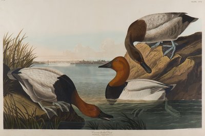 Canvas Backed Duck, 1836 (wc på papir) av John James Audubon
