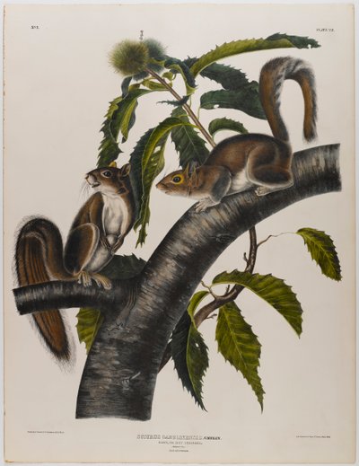 Carolina grå ekorn av John James Audubon