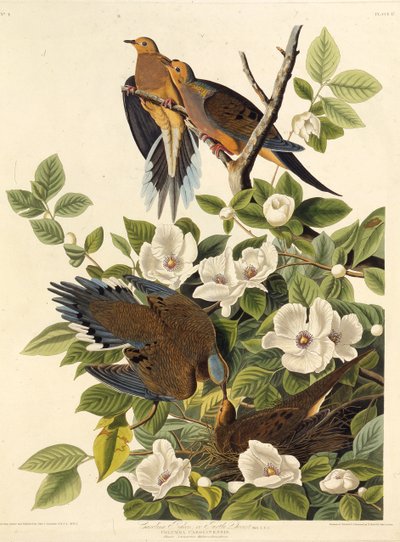 Carolina due eller Carolina turteldue. Fra The Birds of America, 1827-1838. av John James Audubon