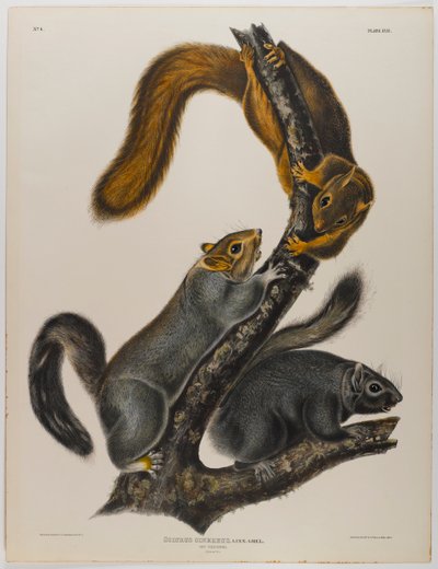 Katteekorn av John James Audubon