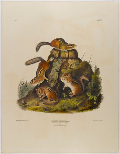 Chipping ekorn hackee av John James Audubon