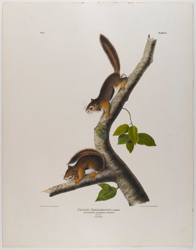 colombiansk ekorn av John James Audubon