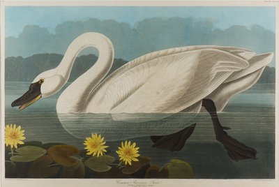 Common American Swan, 1838 (wc på papir) av John James Audubon