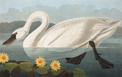 Common American Swan, Cygnus Americanus, fra "The Birds of America" av John J. Audubon, pub. 1827-38 av John James Audubon