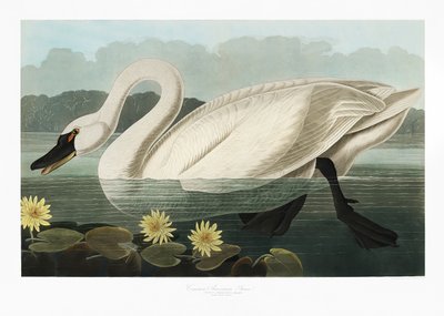 Vanlig amerikansk svane fra *Birds of America* (1827) av John James Audubon