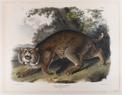 Vanlig amerikansk villkatt av John James Audubon