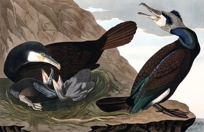 Common Cormorant, Phalacrocorax Carbo, fra "The Birds of America" av John J. Audubon, pub. 1827-38 (håndfarget gravering) av John James Audubon
