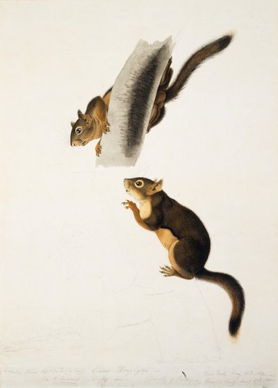 Douglas Squirrel, for folioen The Viviparous Quadrupeds of North America, utgitt i 1845, ca. 1841-43 (blyant, blekk og wc på papir) (se 129904) av John James Audubon