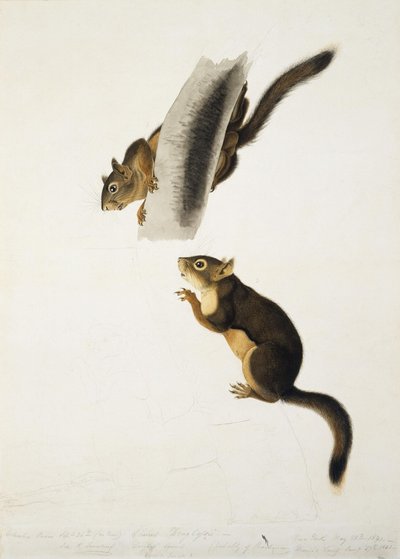 Douglas-ekorn av John James Audubon