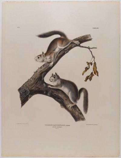 Dunet ekorn av John James Audubon