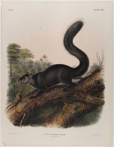 Dunkelt ekorn av John James Audubon