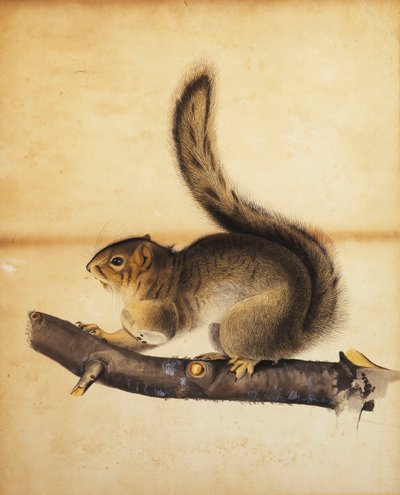 Østgrå ekorn i hel vinterfrakk, ca. 1840-tallet av John James Audubon