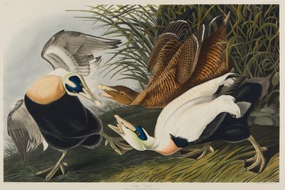 Ærfugl, 1835 (wc på papir) av John James Audubon