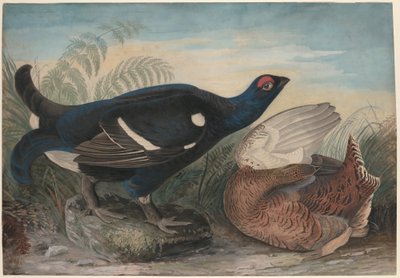 Engelske svarte haner av John James Audubon