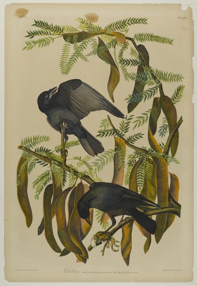 Fish Crow, trykt av Julien Bien og utgitt av Roe Lockwood & Son, 1861 (kromolitografi) av John James Audubon