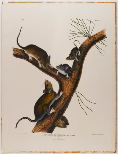 Florida rotte av John James Audubon