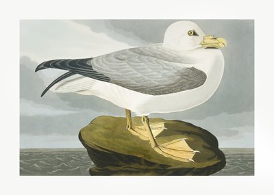Fulmar-stormfugl fra *Birds of America* (1827) av John James Audubon
