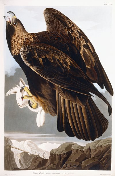 Golden Eagle, 1833 av John James Audubon
