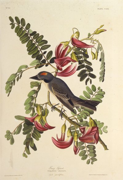 Grå tyrann. Fra The Birds of America, 1827-1838. av John James Audubon