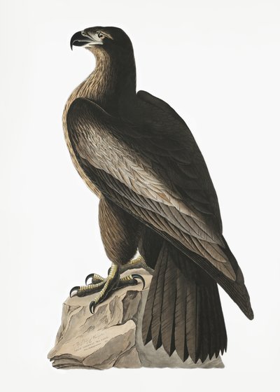 Stor amerikansk havørn fra *Birds of America* (1827) av John James Audubon