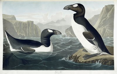 Storauk, 1836 av John James Audubon