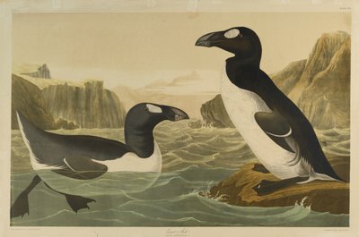 Great Auk, trykt av Julien Bien og utgitt av Roe Lockwood & Son, 1861 (kromolitografi) av John James Audubon