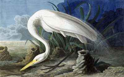 Great Egret, Casmerodius Albus, fra "The Birds of America" av John J. Audubon, pub. 1827-38 av John James Audubon