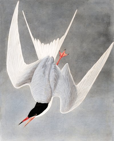 Great Tern, Sterna Hirundo, fra "The Birds of America" av John J. Audubon, pub. 1827-38 av John James Audubon