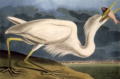 Great White Heron, fra 