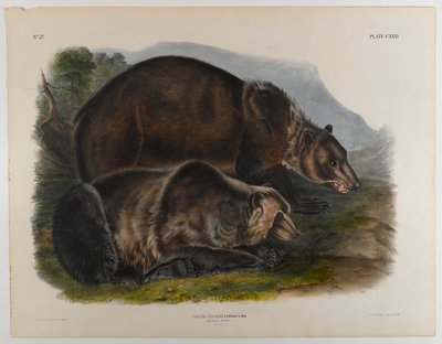 Grizzlybjørn av John James Audubon