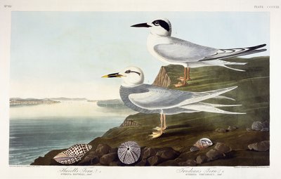 Havells tern og Trudeaus tern, 1838 av John James Audubon