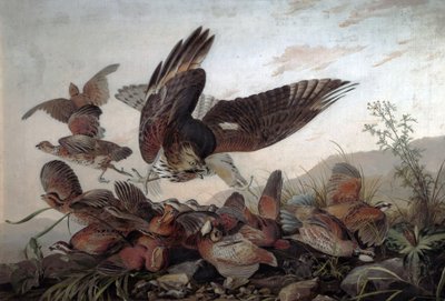Hawks angrep rapphøns, 1826 av John James Audubon